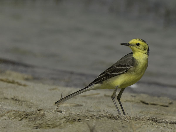 Sitruunavästäräkki, Citrine Wagtail, Motacilla citreola